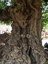 Tree with beautiful natural Skulpture on it looking marvelous Royalty Free Stock Photo