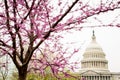 Tree with beautiful pink cherry blossom flowers with the United States Capitol in the background Royalty Free Stock Photo