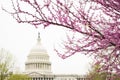 Tree with beautiful pink cherry blossom flowers with the United States Capitol in the background