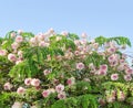 Tree with beautiful pink flowers against blue sky Royalty Free Stock Photo