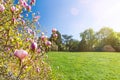 Tree with beautiful pink flowers on a green meadow on a sunny day in spring Royalty Free Stock Photo