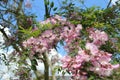 Tree of beautiful pink robinia hispida flowers