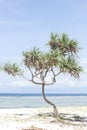 Tree on the beautiful tropical beach Royalty Free Stock Photo