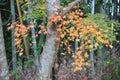 Tree with beautiful yellow maple leaves in autumn in Japan park