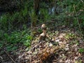 Tree with beaver damage and signs on wood trunk from teeth. Tree cut by beaver next to water