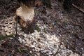 The tree that the beaver has undermined Royalty Free Stock Photo