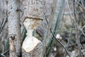 Tree that the beavers gnawed Royalty Free Stock Photo