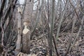 Tree that the beavers gnawed Royalty Free Stock Photo