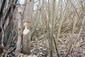 Tree that the beavers gnawed Royalty Free Stock Photo
