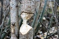 Tree that the beavers gnawed Royalty Free Stock Photo
