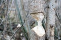 Tree that the beavers gnawed Royalty Free Stock Photo