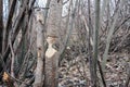 Tree that the beavers gnawed Royalty Free Stock Photo