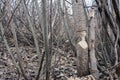 Tree that the beavers gnawed Royalty Free Stock Photo