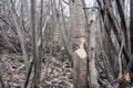 Tree that the beavers gnawed Royalty Free Stock Photo
