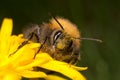 Tree Bee - Bombus hypnorum Royalty Free Stock Photo