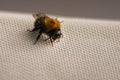 Tree Bee Resting on Canvas Royalty Free Stock Photo