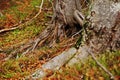 Tree beerch roots on autumn forest with fallen leaves Royalty Free Stock Photo