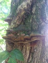 Tree being colonized by a fungus Royalty Free Stock Photo