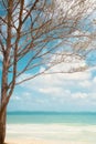 Tree on the beach windward side of Oahu Royalty Free Stock Photo