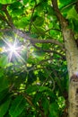 The tree from below and light of the sun. Royalty Free Stock Photo
