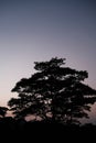 A tree below the morning sky Royalty Free Stock Photo