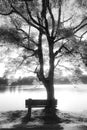 Tree and bench lined up in front of a beautiful sunny lake Royalty Free Stock Photo