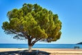 A tree and a bench on the promenade on the shores of the Ionian Sea on the island of Kefalonia Royalty Free Stock Photo