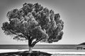 A tree and a bench on the promenade on the shores of the Ionian Sea on the island of Kefalonia Royalty Free Stock Photo