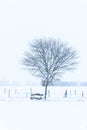 A Tree And A Bench In The Snow Royalty Free Stock Photo