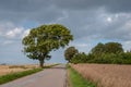 Tree bends over a road in Oroe in Denmark Royalty Free Stock Photo