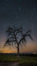 A tree beneath a starry sky in a quiet landscape at night Royalty Free Stock Photo