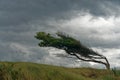 Tree bent by the wind Pohara, Tasman region, New Zealand