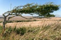 Tree bent over due to prolonged force of the wind