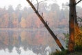 The tree bent over the lake against the backdrop Royalty Free Stock Photo