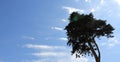 Tree bent over in the wind Royalty Free Stock Photo