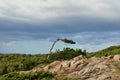 The tree bent under the prolonged force of the wind