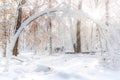 Tree bent under a thick layer of snow