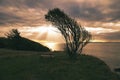 Tree bent by wind, with bench on cliff by sea. View in Denmark on the Kattegatt Royalty Free Stock Photo