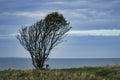 Tree bent by wind, with bench on cliff by sea. View in Denmark on the Kattegatt Royalty Free Stock Photo