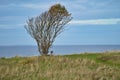 Tree bent by wind, with bench on cliff by sea. View in Denmark on the Kattegatt Royalty Free Stock Photo