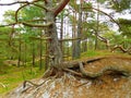 A tree bent from the wind - Dueodde, Bornholm, Denmark