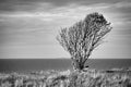 Tree bent by wind, taken in black and white, with bench on a cliff by the sea Royalty Free Stock Photo