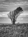 Tree bent by wind, taken in black and white, with bench on a cliff by the sea Royalty Free Stock Photo