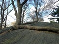 Tree with Big and Long Roots Growing on Rocks.