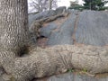 Tree with Big and Long Roots Growing on Rocks. Royalty Free Stock Photo