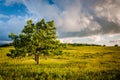 Tree in Big Meadows, in Shenandoah National Park, Virginia. Royalty Free Stock Photo