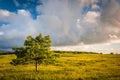 Tree in Big Meadows, in Shenandoah National Park, Virginia. Royalty Free Stock Photo