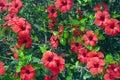 Tree with big red flowers, hibiscus Royalty Free Stock Photo
