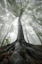 Tree with big roots in enchanted forest with fog Royalty Free Stock Photo