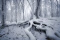 Tree with big roots in enchanted frozen forest in winter